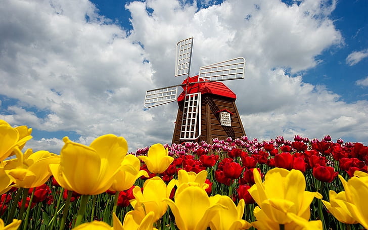 Colorful Tulips Field, brown and red windmill; yellow petaled flowers; red petaled flowers, nature, windmill, sky, clouds, spring, tulips, HD wallpaper
