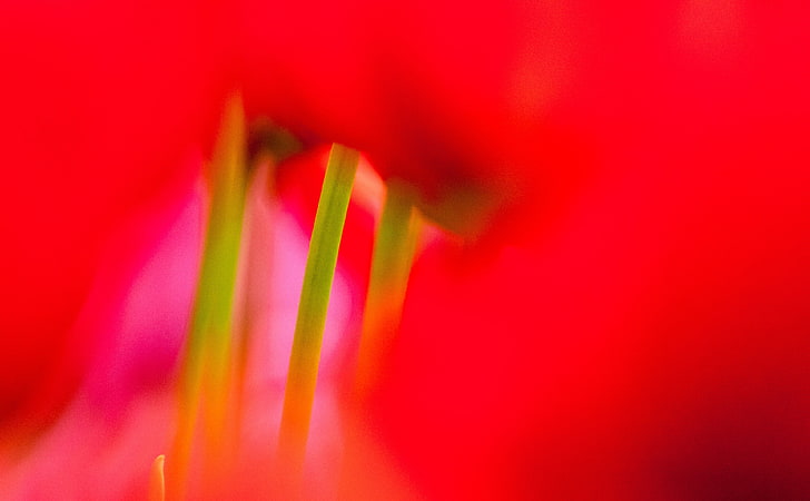 Red Tulips, Aero, Bokeh, Nature, Tulips, Flower, Spring, Asia, Japan, Park, canon, Lens, markiii, kinen, mark3, kobaken, kouen, HD wallpaper