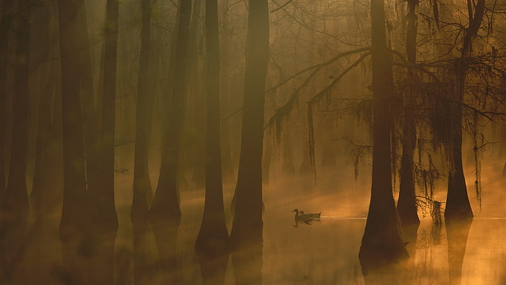 arbres nus bruns, arbres sur la forêt pendant la nuit, arbres, forêt, feuilles, eau, lac, brouillard, matin, oiseaux, canard, réflexion, mousse, silhouette, Fond d'écran HD