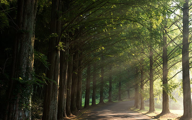 Caminho trilha árvores floresta luz solar HD, natureza, árvores, luz solar, floresta, caminho, trilha, HD papel de parede
