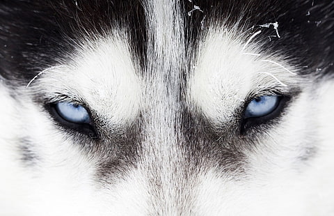 Perros, husky siberiano, primer plano, perro, ojo, Fondo de pantalla HD HD wallpaper