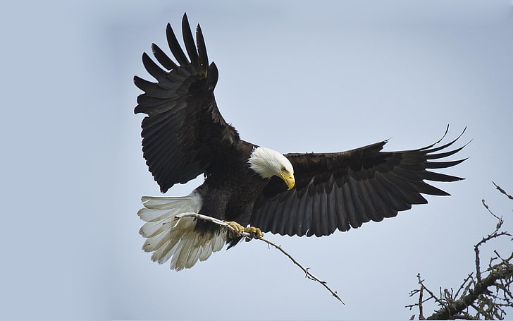 American Bald Eagle Wallpaper For Lap Top And Mobile Phone 3840×2400, HD wallpaper