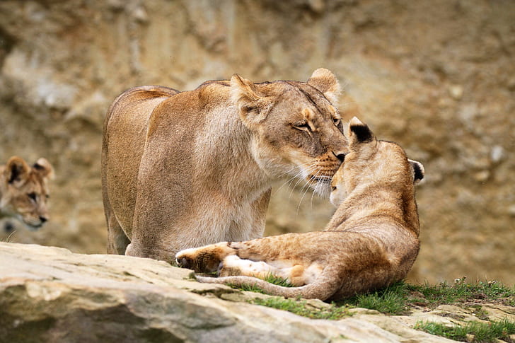 nature, stone, kiss, baby, pair, lies, weasel, wild cats, lions, a couple, lioness, Duo, cub, mom, lion, two, zoo, mother and child, my mother's kiss, HD wallpaper