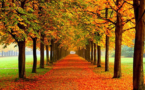秋の美しい風景の写真の壁紙、カエデの木の自然写真、 HDデスクトップの壁紙 HD wallpaper