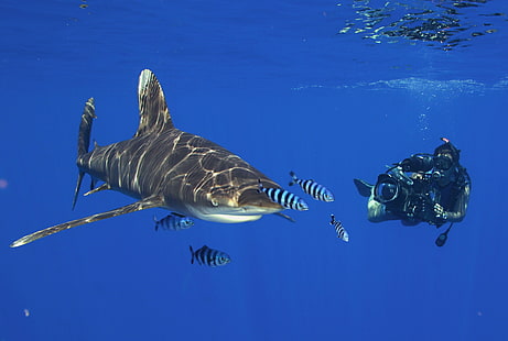 diver, diving, ocean, scuba, sea, shark, underwater, HD wallpaper HD wallpaper