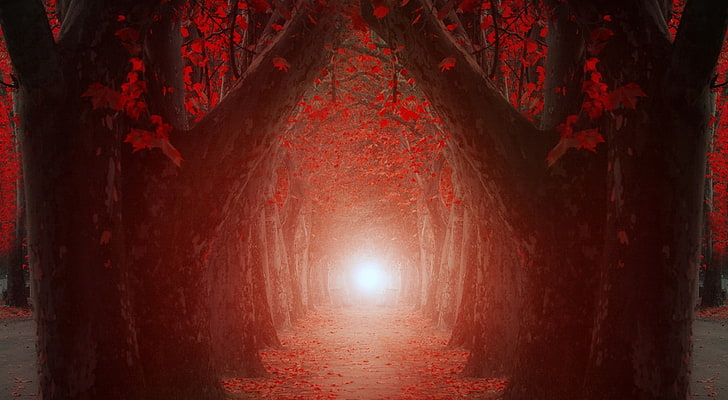 The Light At The End Of The Tree Tunnel HD Wallpaper, red leafed trees, Love, Magic, Nature, Beautiful, Trees, red trees, pathway, Dreamlike, HD wallpaper