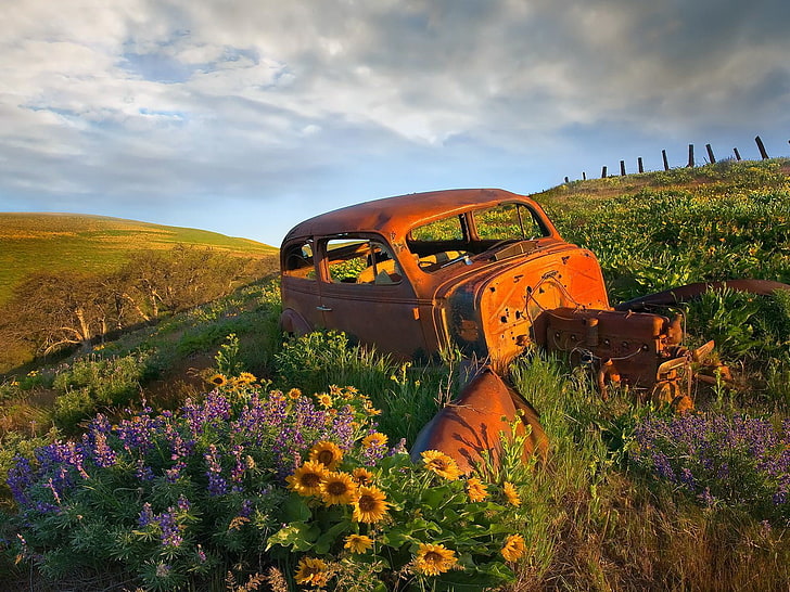 класическо оранжево купе и слънчогледово поле, цветя, машина, мъртви, HD тапет