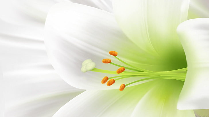 Osterlilie, Lilie, Blume, weiße Lilie, Osterblume, Blumen, HD-Hintergrundbild