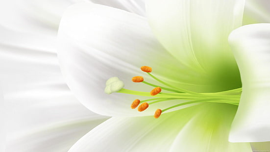 lilia wielkanocna, lilia, kwiat, lilia biała, kwiat wielkanocny, kwiaty, Tapety HD HD wallpaper