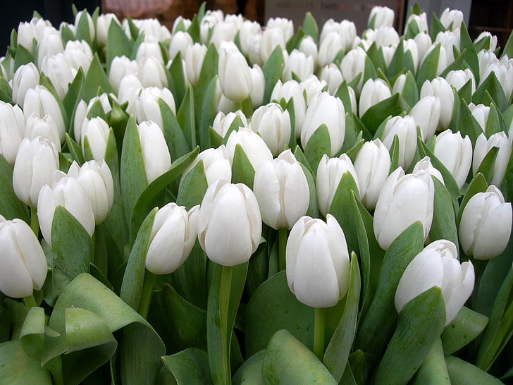 flores de tulipán blanco, tulipanes, flores, blanco, primavera, belleza, hierbas, Fondo de pantalla HD