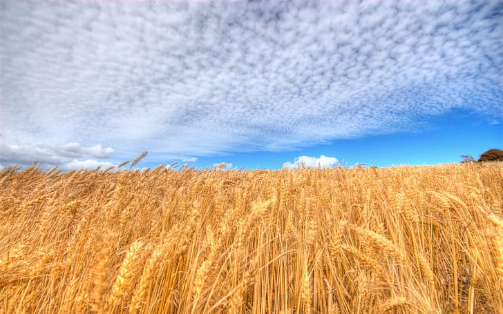 nature, landscape, wheat, clouds, sky, field, cyan, crops, yellow, HD wallpaper