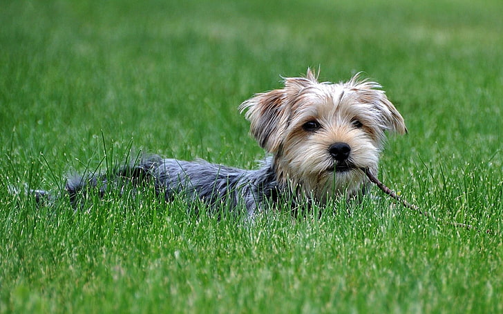 vuxen svart och solbränd Yorkshire terrier, hund, gräs, promenad, yorkshire terrier, HD tapet