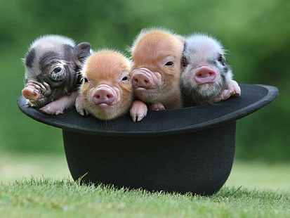 black and brown piglets, hat, Quartet, pigs, HD wallpaper HD wallpaper