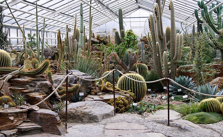 cactus plant lot, cactus, greenhouse, different, much, exhibition, HD wallpaper