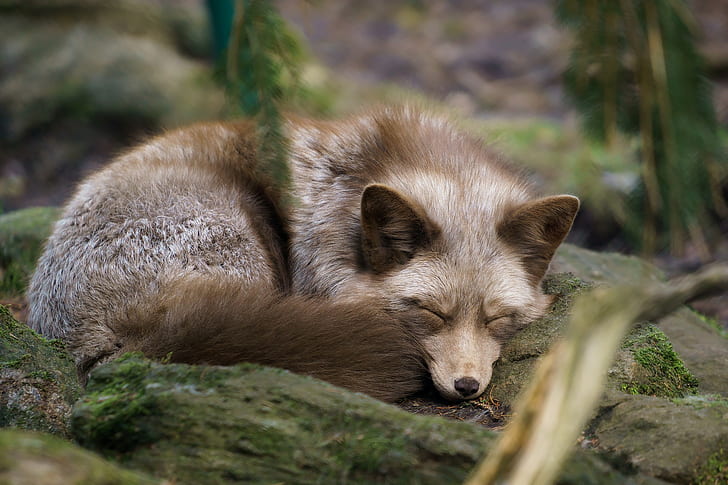 raposa, animais, adormecido, HD papel de parede