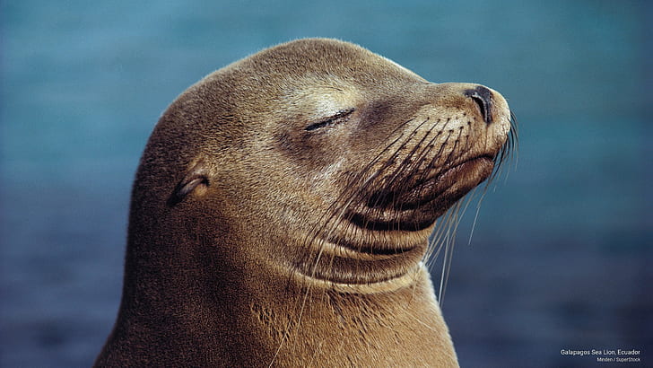 Galapagos Sea Lion, Ecuador, Animals, HD wallpaper