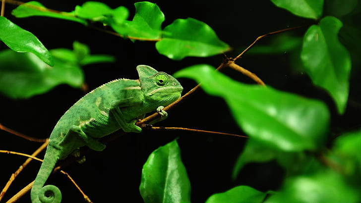 Green chameleon, Madagascar rainforest, Green, Chameleon, Madagascar, Rainforest, HD wallpaper