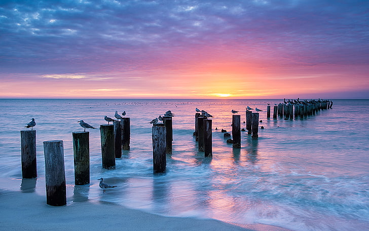 Zachód słońca w Neapolu Stare molo Fort Myers Stany Zjednoczone Ameryki Piękny zachód słońca Drewniane filary Ptaki Fale oceanu Czerwone chmury Horizon Hd Tapeta 3840 × 2400, Tapety HD