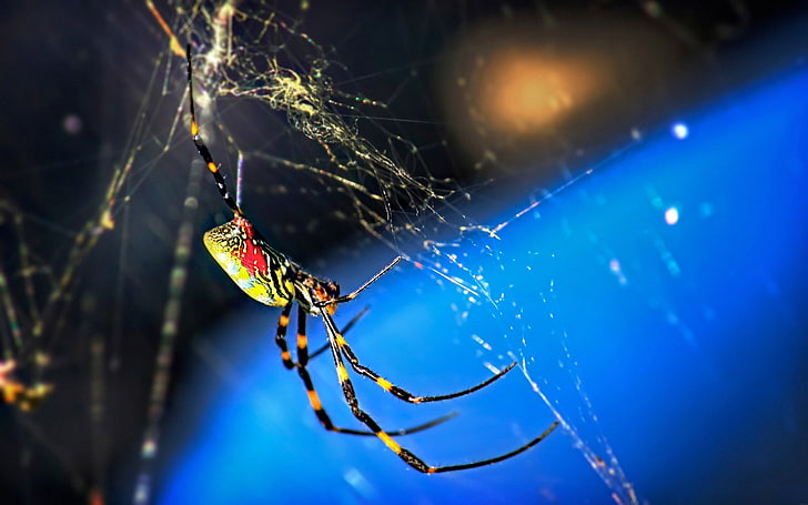 araignée de verger jaune et noire, araignée, toile, tissage, Fond d'écran HD