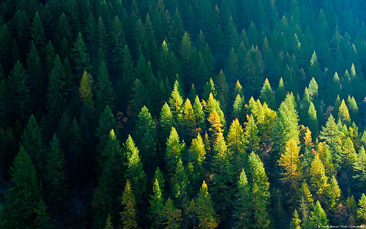 Горски дървета Sunlight HD, природа, дървета, слънчева светлина, гора, HD тапет