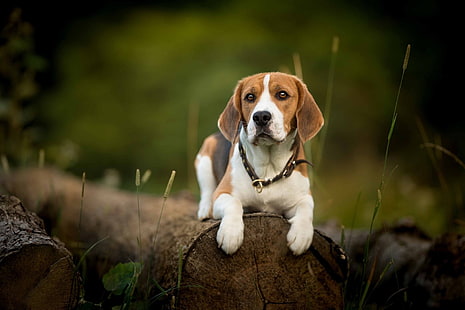 Dogs, Beagle, Dog, Pet, HD wallpaper HD wallpaper