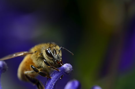 macro photography of bee on purple flower, honey bee, aquilegia, honey bee, aquilegia, Honey bee, drinking, aquilegia, nectar, macro photography, purple flower, honeybee, columbine  flower, macrophotography, Tokina, AF, f/2.8, insect, GIMP, D7000, 500px, bee, nature, macro, close-up, pollination, flower, pollen, HD wallpaper HD wallpaper