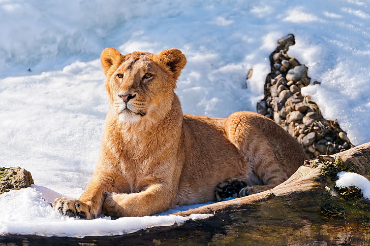 brown lioness, lion, lioness, lie, snow, HD wallpaper
