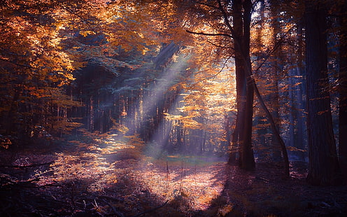 orange leafed trees, sun rays passing through trees, nature, landscape, forest, sun rays, colorful, mist, fall, trees, leaves, shrubs, HD wallpaper HD wallpaper