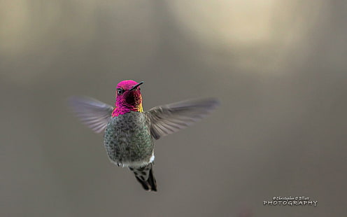 Flying Hummingbird, volando, colibrí, Fondo de pantalla HD HD wallpaper
