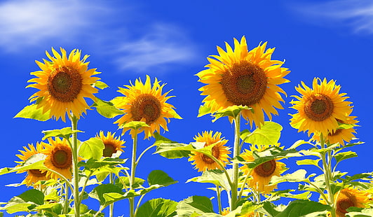 nature, sunflowers, flowers, plants, HD wallpaper HD wallpaper