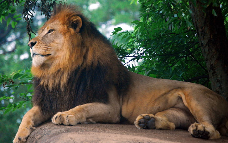 Lion King of Zoo, król, lew, Tapety HD