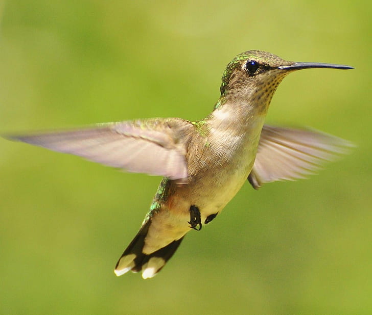 close up photography of Humming Bird, Welcome back, close up photography, Humming Bird, hummer, hummingbird, ruby throat, bird, hovering, wildlife, animal, flying, nature, spread Wings, iridescent, feather, aviary, animal Wing, beak, songbird, bird Watching, HD wallpaper