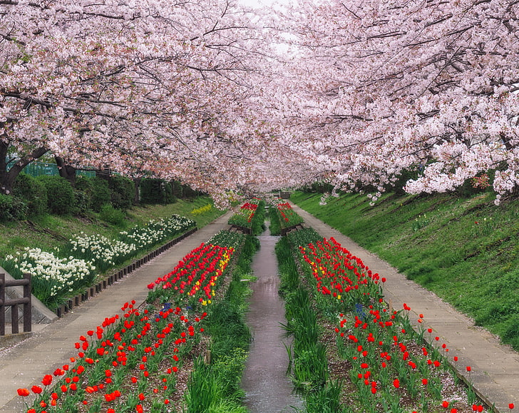 Vår i Japan, körsbärsblomsträd, säsonger, vår, tulpaner, blommor, molnigt, Japan, blom, sakura, yokohama, körsbärsblom, HD tapet