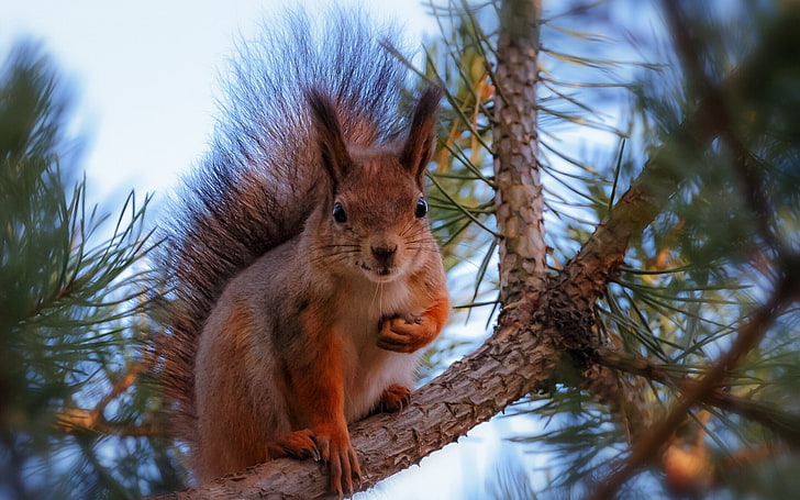 brown squirrel, squirrel, pine, branch, HD wallpaper