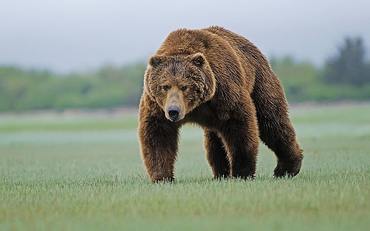 brun björn, björnar, natur, djur, Grizzly björn, Grizzly Bears, HD tapet