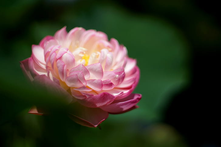 fotografi fokus selektif dari bunga Waterlily pink, alam, Warna pink, tanaman, bunga, daun bunga, Kepala bunga, keindahan di Alam, close-up, kesegaran, daun, Wallpaper HD