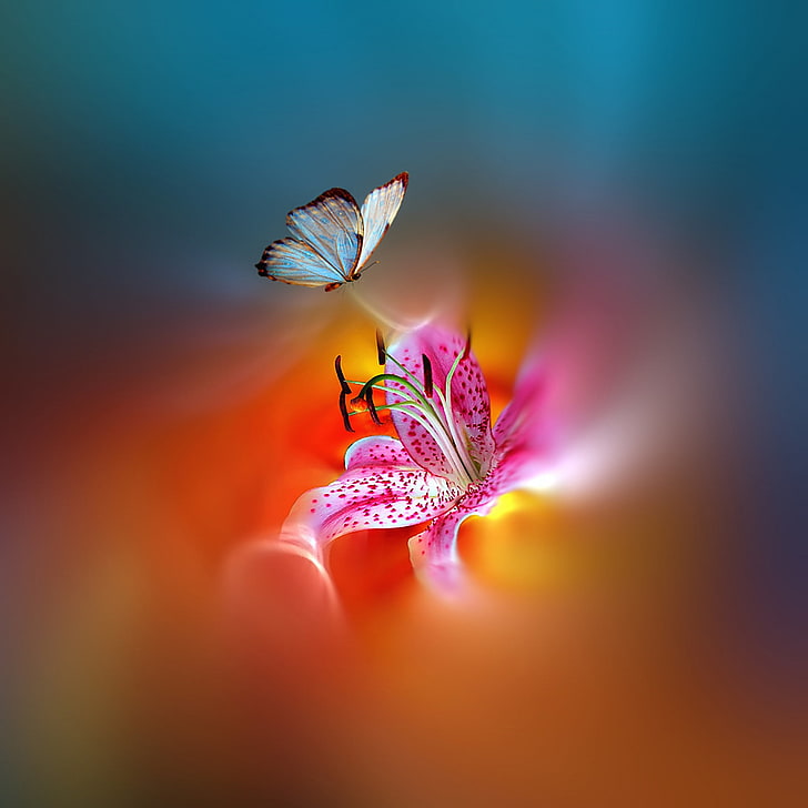 mariposa azul y fondo de pantalla de lirio rosa stargazer, flor, mariposa, pintura, peinado, hermosa, brillante, multicolor, Josep Sumalla, Fondo de pantalla HD