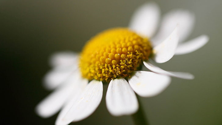 Daisy putih umum, daisy, bunga, kelopak, close up, Wallpaper HD