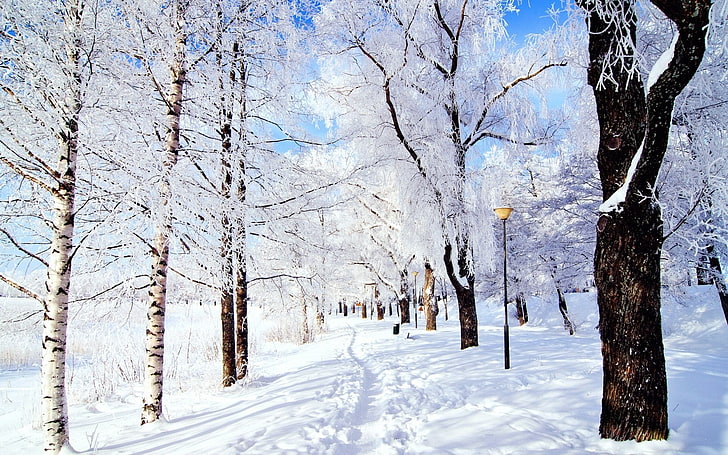 Winter forest snow-Scenery HD Wallpaper | Wallpaperbetter