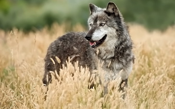gray and white wolf, wolf, looking out, grass, hunting, HD wallpaper