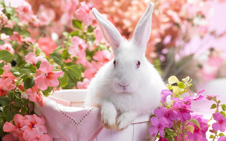 white rabbit, rabbit, colorful, sitting, ears, HD wallpaper