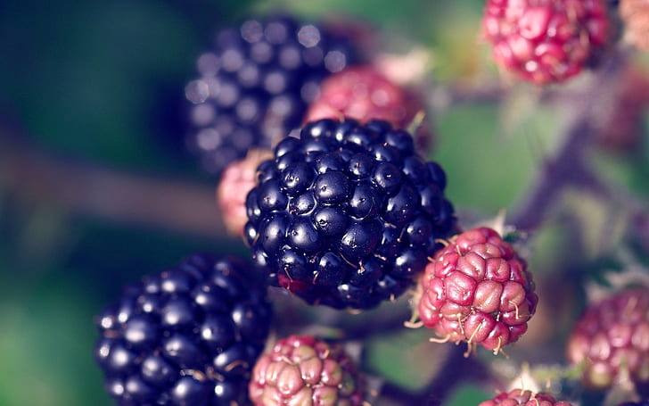 Blackberry, berries, plant close-up, Blackberry, Berries, Plant, HD wallpaper