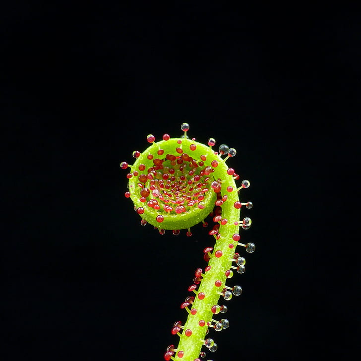 макро изстрел снимка на зелено растение, лепкави пръсти, макро изстрел, снимка, зелено растение, бор, месоядно растение, Drosophyllum lusitanicum, hdr, HD тапет