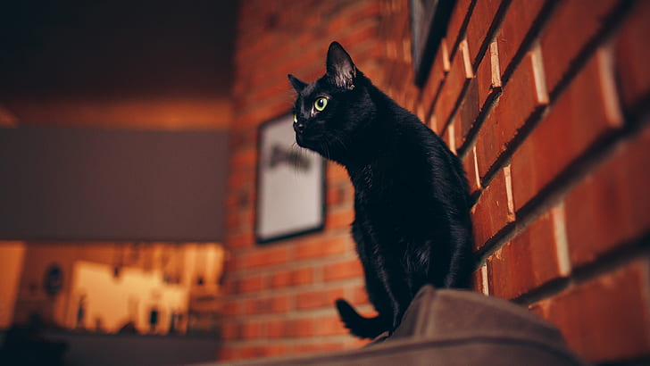 cat, the sky, look, face, the city, pose, house, background, wall, street, black, the building, the evening, frame, tail, bricks, walk, sitting, brown, brick, HD wallpaper