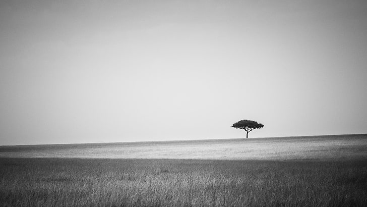 landskap, svartvitt, träd, HD tapet