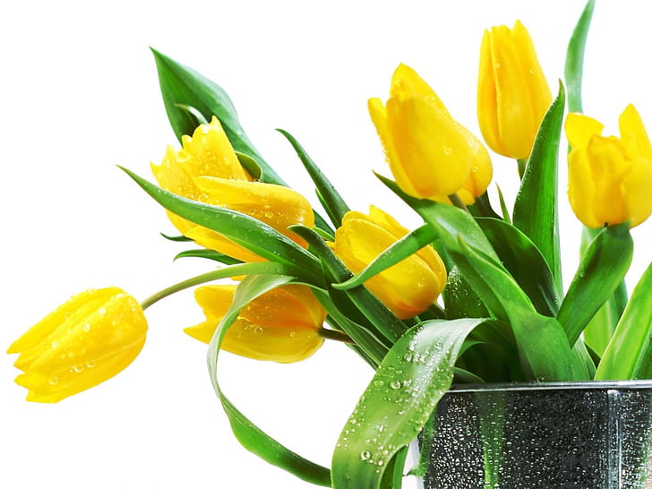 Piękne żółte tulipany, piękne, żółte, tulipany, kwiat, Tapety HD