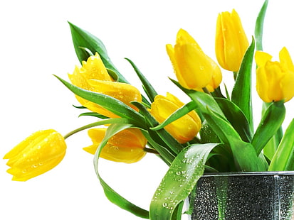 Tulipas amarelas lindas flores, linda, amarelo, tulipa, flor, HD papel de parede HD wallpaper