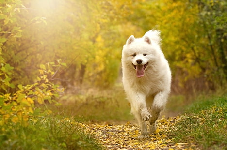  Dogs, Samoyed, Dog, Pet, HD wallpaper HD wallpaper