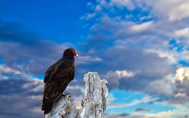 A bird, blue sky, brown vulture, Bird, Blue, Sky, HD wallpaper