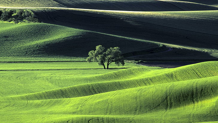 Palouse hills, large tree in middle of grass field, nature, 1920x1080, palouse, HD wallpaper